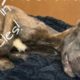 Rescue Poor Puppy Was Found Near Death Now Get Recovery