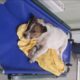 Rescue Poor Puppy was Hit By Car Broken Both 2 Back Leg | Amazing Transformation