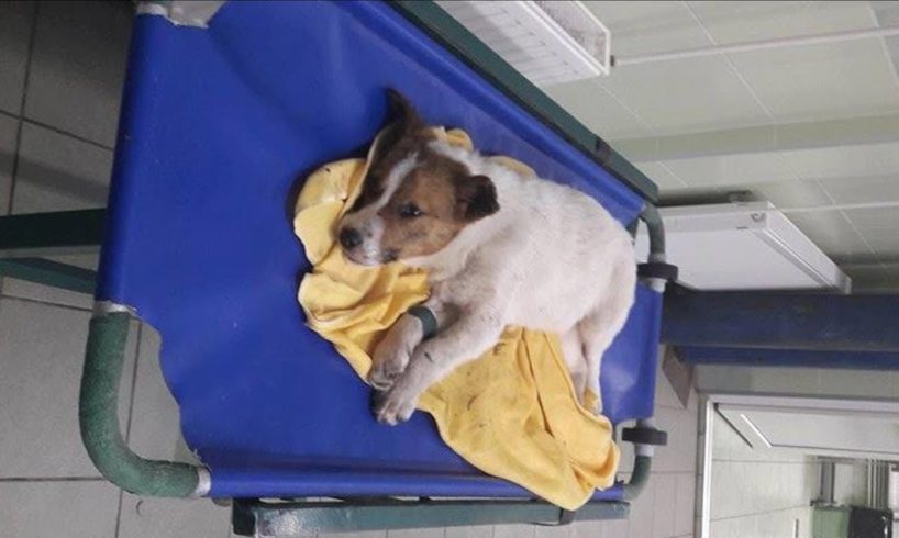 Rescue Poor Puppy was Hit By Car Broken Both 2 Back Leg | Amazing Transformation