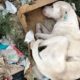 Rescue Poor Sick Dog Thrown Out at Landfills Make Amazing Recover