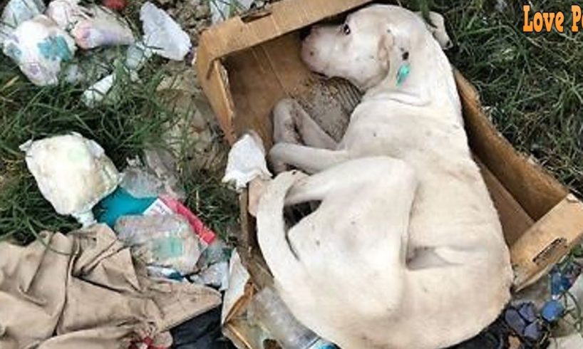 Rescue Poor Sick Dog Thrown Out at Landfills Make Amazing Recover
