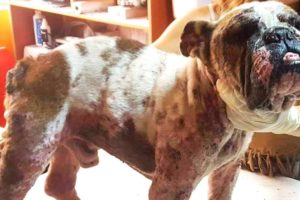Rescue Poor Stray DOG skin infected, bleeding, pis, smelling horrible | Amazing Transformation
