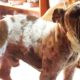 Rescue Poor Stray DOG skin infected, bleeding, pis, smelling horrible | Amazing Transformation