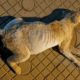 Rescue Poor Stray Dog Big Stomach Lying waiting for Death | Amazing Transformation