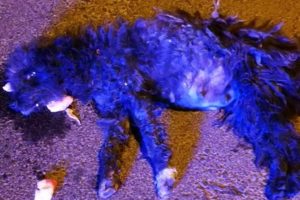 Rescue Poor Stray Dog Car Accident in Midnight Crying for Help in Pains | Heartbreaking