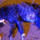 Rescue Poor Stray Dog Car Accident in Midnight Crying for Help in Pains | Heartbreaking