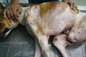 Rescue Poor Stray Dog Hit By Car Rotten Leg to Disable Lying Waiting for Death | Miracle Story