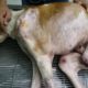 Rescue Poor Stray Dog Hit By Car Rotten Leg to Disable Lying Waiting for Death | Miracle Story