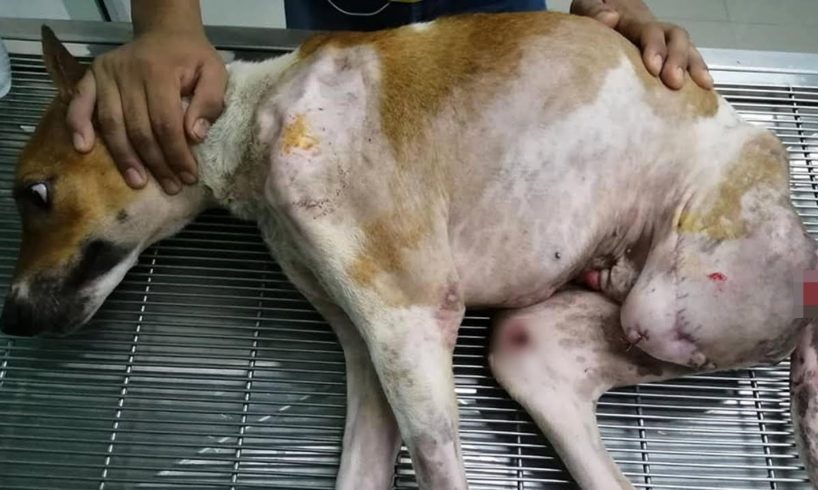 Rescue Poor Stray Dog Hit By Car Rotten Leg to Disable Lying Waiting for Death | Miracle Story