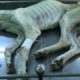 Rescue Poor Stray Dog Only Bones and Skins Waiting for Death on Construction Camp | Heartbreaking