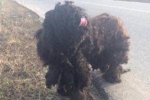Rescue Poor Stray Dog Wandering on the Field, Matted Fur, Dirty, Hungry | Amazing Transformation