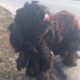 Rescue Poor Stray Dog Wandering on the Field, Matted Fur, Dirty, Hungry | Amazing Transformation