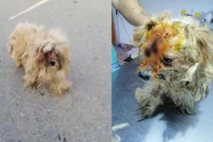 Rescue Poor Stray Dog with Terrible Wound on His Face Cover Hundred Maggots