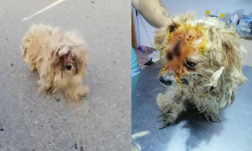 Rescue Poor Stray Dog with Terrible Wound on His Face Cover Hundred Maggots