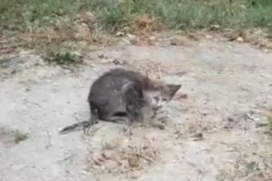 Rescue Poor Stray Kitten Terrible Wounds Pus Coming Out from inside | Heartbreaking Story
