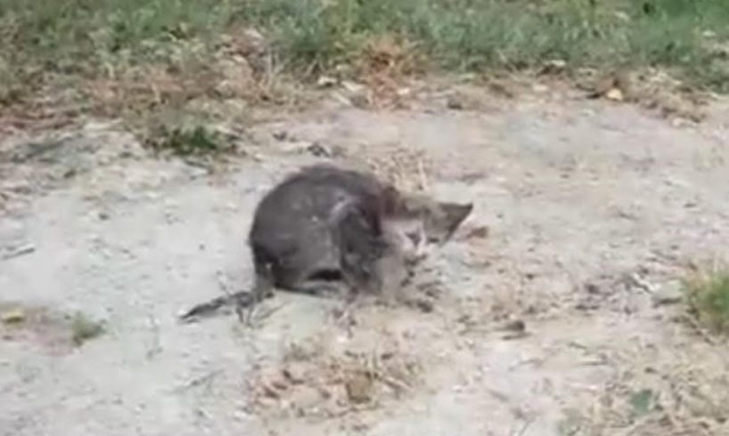 Rescue Poor Stray Kitten Terrible Wounds Pus Coming Out from inside | Heartbreaking Story