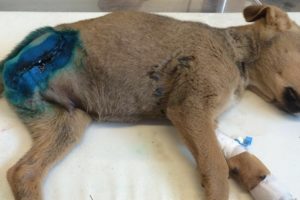 Rescue Poor Stray Puppy Caught His Leg in the Train Lines must Amputated | Heartbreaking