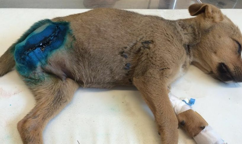 Rescue Poor Stray Puppy Caught His Leg in the Train Lines must Amputated | Heartbreaking