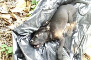 Rescue Poor Stray Puppy was Hit to Head Lying Down on Street Crying for Help | Heartbreaking
