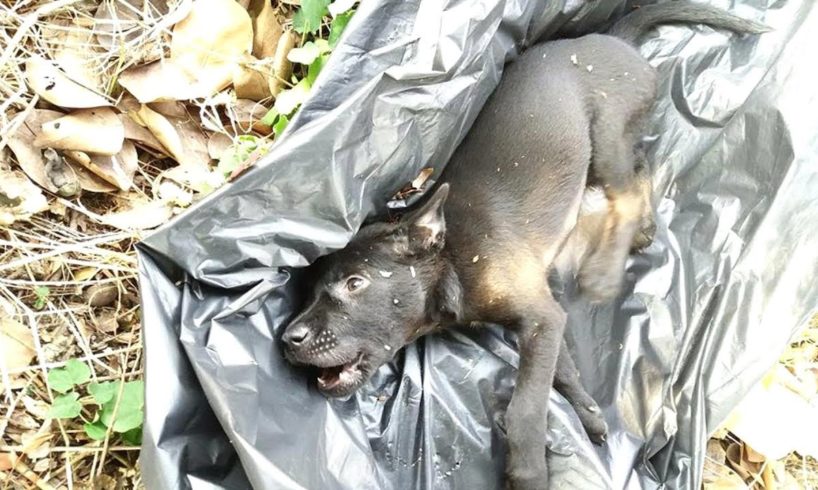 Rescue Poor Stray Puppy was Hit to Head Lying Down on Street Crying for Help | Heartbreaking