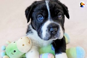Rescue Pup Doesn’t Look Like Any Other Dog - BIGHEAD | The Dodo