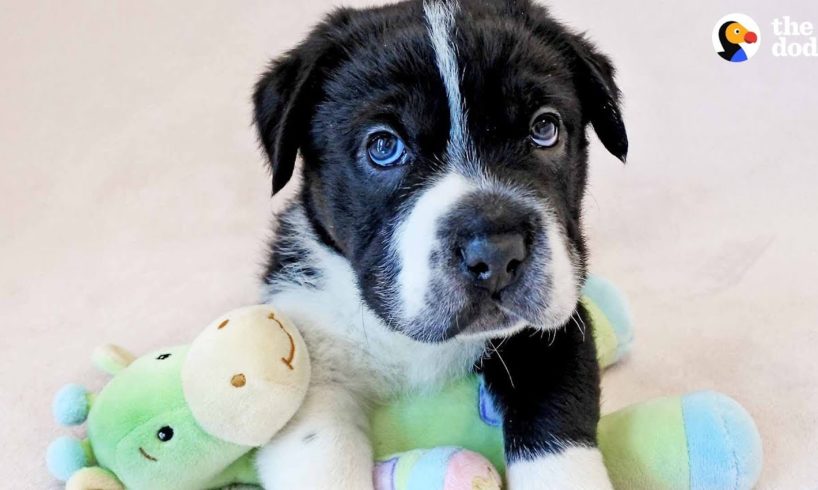 Rescue Pup Doesn’t Look Like Any Other Dog - BIGHEAD | The Dodo