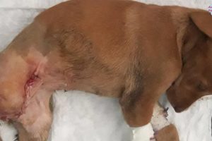 Rescue Puppy Had Bone Necrosis and loss of Vitality a victim of traffic monster Now Get Recover