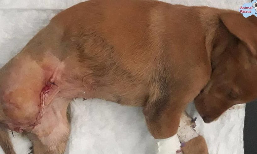 Rescue Puppy Had Bone Necrosis and loss of Vitality a victim of traffic monster Now Get Recover