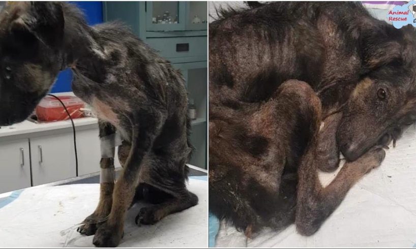 Rescue Puppy In EXTREME Malnutrition, Severe Skin Problems, Was Abandoned and Left to His Fate