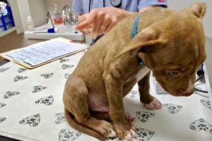 Rescue Puppy Was Abandoned And Amazing Transformation