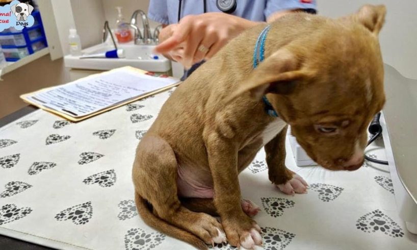 Rescue Puppy Was Abandoned And Amazing Transformation