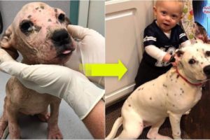 Rescue Puppy Was Dumped in a ditch on the side of the road, left for DEAD   Amazing Transformation