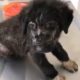 Rescue Scabies Puppy Was Thrown On The Street Will Make Warm Your Heart