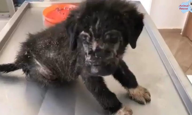 Rescue Scabies Puppy Was Thrown On The Street Will Make Warm Your Heart