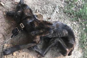 Rescue Skinny Dog Was Chained Starving Left to Die by Monster Woman | Heartbreaking