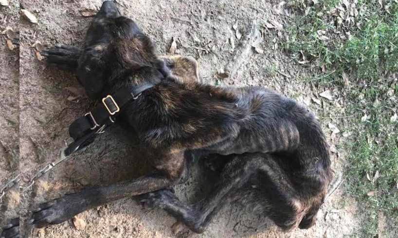 Rescue Skinny Dog Was Chained Starving Left to Die by Monster Woman | Heartbreaking