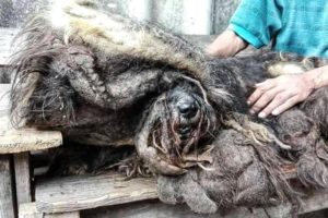 Rescue Stray Dog Extreme Matted Fur, Dirty, Fierce, Desperate Lose Hope | Heartbreaking