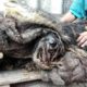 Rescue Stray Dog Extreme Matted Fur, Dirty, Fierce, Desperate Lose Hope | Heartbreaking