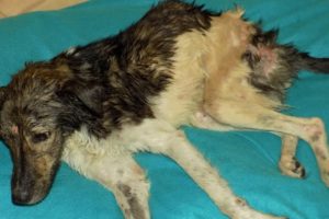 Rescue Stray Dog Hit By Car to Disable Waiting Death with Maggots, Infected Wounds | Heartbreaking