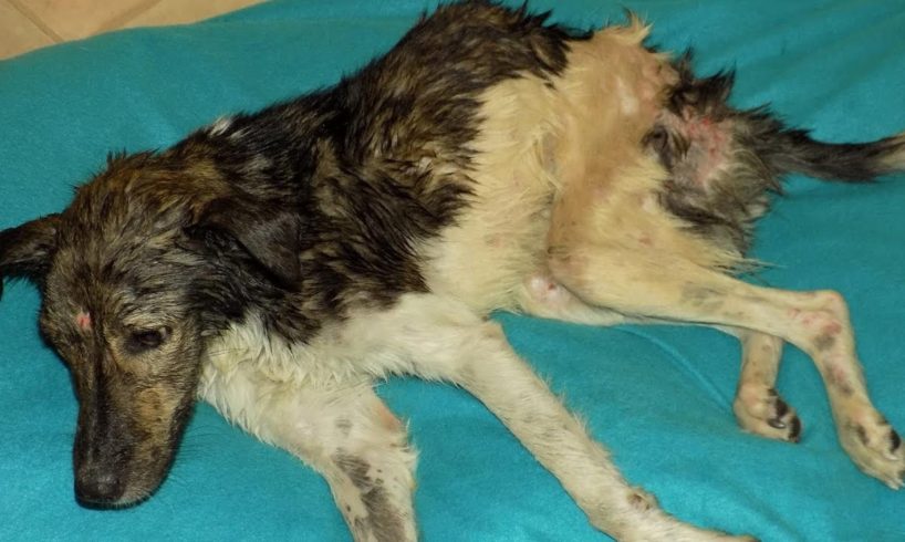 Rescue Stray Dog Hit By Car to Disable Waiting Death with Maggots, Infected Wounds | Heartbreaking