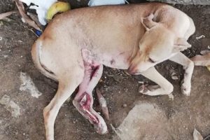 Rescue Stray Dog Was Broken Leg After A Tragic Accident