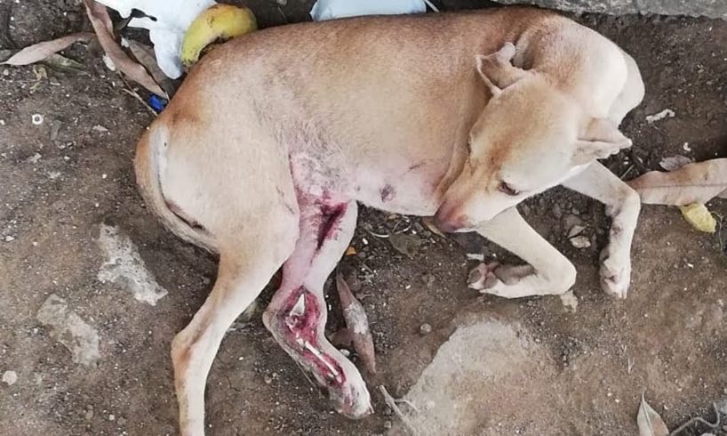 Rescue Stray Dog Was Broken Leg After A Tragic Accident