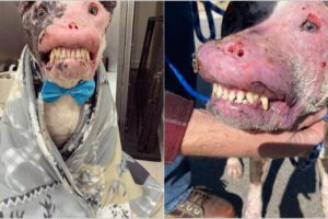 Rescue Stray Dog Who Is The Heartbreaking Picture of Possible Extreme Animal Abuse and Neglect