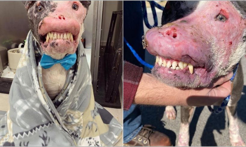 Rescue Stray Dog Who Is The Heartbreaking Picture of Possible Extreme Animal Abuse and Neglect
