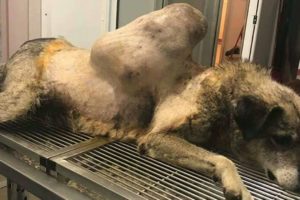 Rescue Stray Dog with Huge Tumor on Back | Amazing Transformation