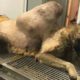 Rescue Stray Dog with Huge Tumor on Back | Amazing Transformation