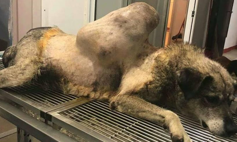 Rescue Stray Dog with Huge Tumor on Back | Amazing Transformation