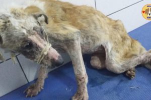 Rescue Stray Poor Dog Hit by Car to Disable, Only Bones & Skins Crying for Help | Amazing Transform
