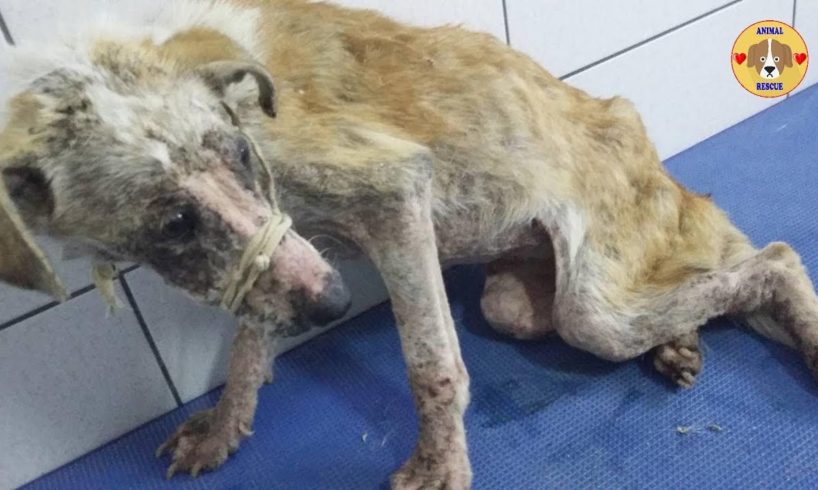 Rescue Stray Poor Dog Hit by Car to Disable, Only Bones & Skins Crying for Help | Amazing Transform