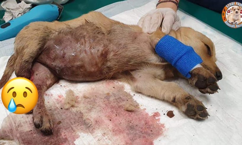 Rescue Stray Puppy Was Crushed Two Legs At The Midnight Make We Cry So Much